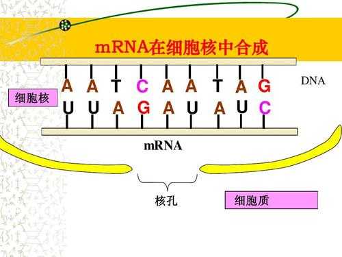 胎儿游离dna(细胞质里有没有游离dna) 第2张 胎儿游离dna(细胞质里有没有游离dna) 第2张
