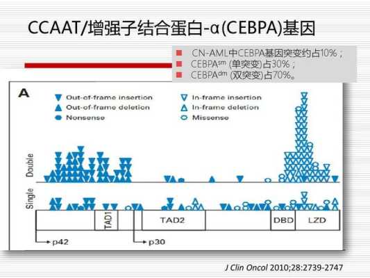 胎儿基因突变(CEBPA基因突变是什么) 第2张 胎儿基因突变(CEBPA基因突变是什么) 第2张