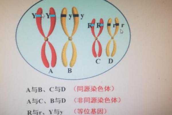胎儿基因突变(CEBPA基因突变是什么) 第1张 胎儿基因突变(CEBPA基因突变是什么) 第1张