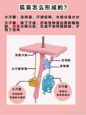 孕晚期,竟然有狐臭,是怎么回事,孕期狐臭怎么办小妙招 第1张 孕晚期,竟然有狐臭,是怎么回事,孕期狐臭怎么办小妙招 第1张