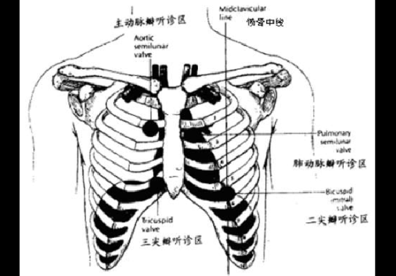 胎儿心音（胎儿心音听诊正确的是）  第3张