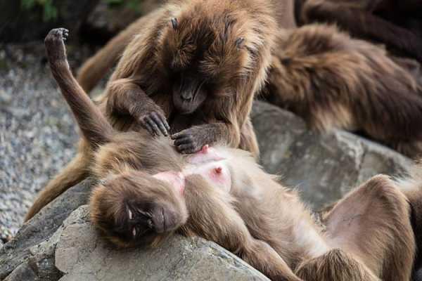 孕期梦见猴子(孕期梦见猴子抓着自己不放) 第3张 孕期梦见猴子(孕期梦见猴子抓着自己不放) 第3张