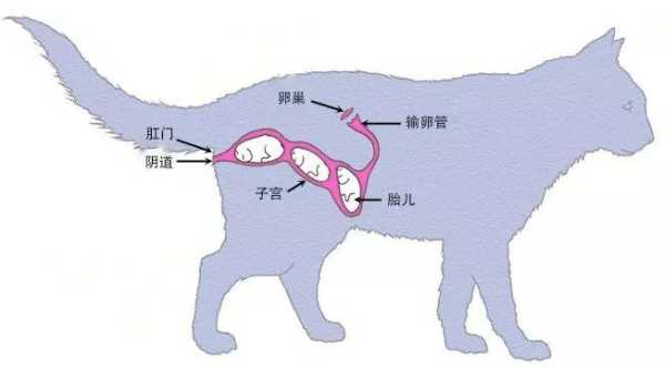 胎儿发育过程图片(猫胎儿发育过程) 第3张 胎儿发育过程图片(猫胎儿发育过程) 第3张