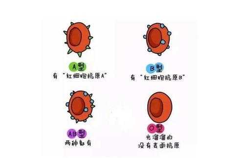 胎儿溶血症(胎儿溶血症是什么意思) 第1张 胎儿溶血症(胎儿溶血症是什么意思) 第1张