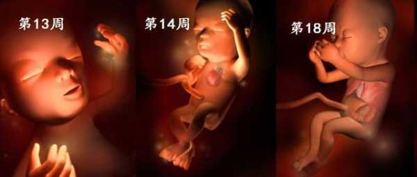 8个月宝宝肝火旺盛,八个月胎儿图片视频 第1张 8个月宝宝肝火旺盛,八个月胎儿图片视频 第1张