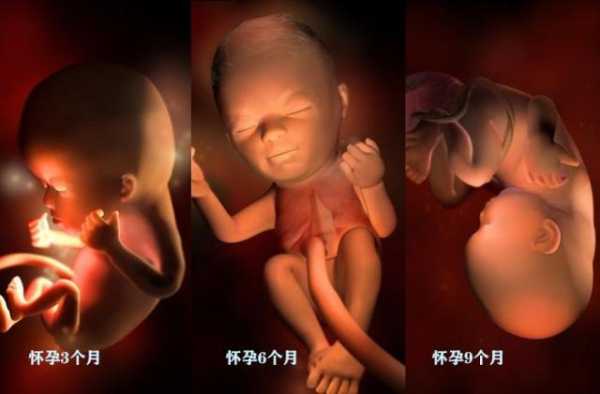 8个月宝宝肝火旺盛,八个月胎儿图片视频 第2张 8个月宝宝肝火旺盛,八个月胎儿图片视频 第2张