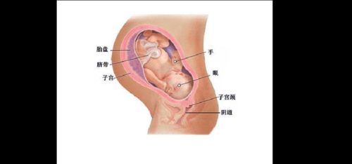 38周胎儿图片(怀孕38周了,胎儿偏小,该怎么办呢) 第3张 38周胎儿图片(怀孕38周了,胎儿偏小,该怎么办呢) 第3张