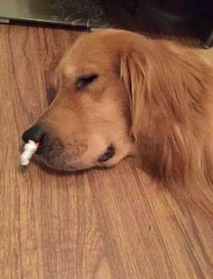 孕期鼻子出血怎么回事（狗狗为什么流鼻血）  第3张