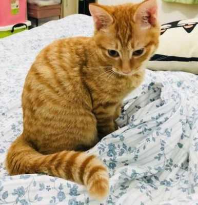 孕期能养猫吗(家里养猫适合怀孕吗) 第1张 孕期能养猫吗(家里养猫适合怀孕吗) 第1张