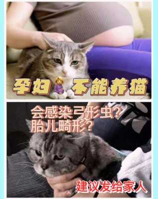 孕期能养猫吗(家里养猫适合怀孕吗) 第2张 孕期能养猫吗(家里养猫适合怀孕吗) 第2张