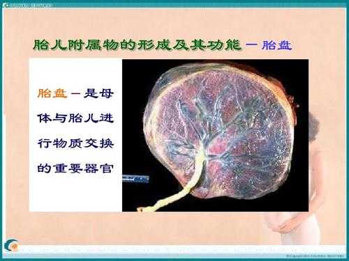 胎儿蛋(胎儿蛋白是什么意思) 第3张 胎儿蛋(胎儿蛋白是什么意思) 第3张