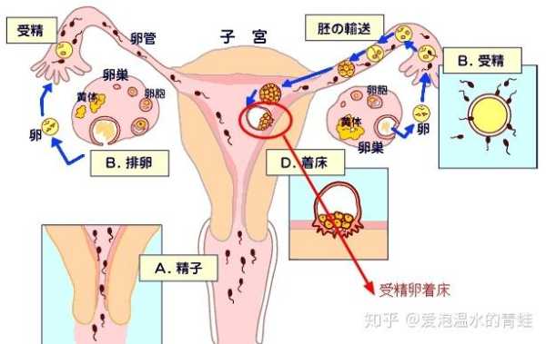 胎儿多久着床（受精卵结合后几天才会着床）  第2张
