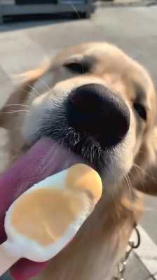 孕期可以吃冰的吗(狗狗可以吃冰块吗) 第1张 孕期可以吃冰的吗(狗狗可以吃冰块吗) 第1张