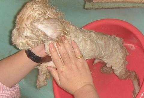 泰迪犬怀孕期间能洗澡吗,怀孕期间可以洗澡吗? 第1张 泰迪犬怀孕期间能洗澡吗,怀孕期间可以洗澡吗? 第1张