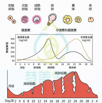 孕期雌激素变化（孕期雌激素变化值）  第2张