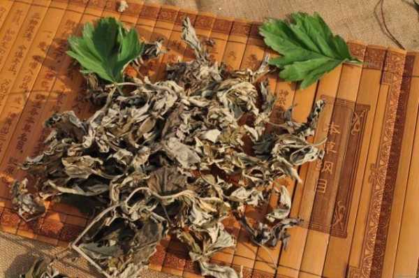 孕期可以吃艾草吗(孕期可以吃艾草吗冬天) 第3张 孕期可以吃艾草吗(孕期可以吃艾草吗冬天) 第3张