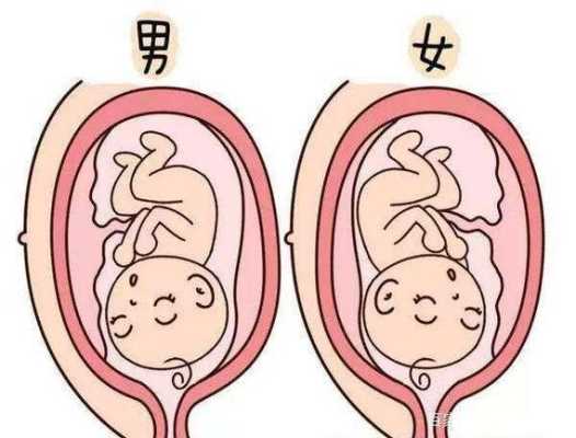 胎儿位于后壁(胎儿位于后壁是男孩还是女孩) 第1张 胎儿位于后壁(胎儿位于后壁是男孩还是女孩) 第1张