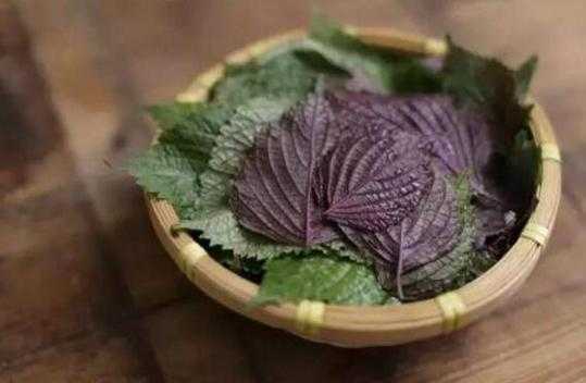 孕期可以吃紫苏吗(孕期可以吃紫苏吗?) 第3张 孕期可以吃紫苏吗(孕期可以吃紫苏吗?) 第3张