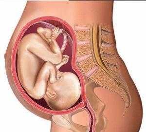 胎儿在肚子里的样子（8个月的胎儿在肚子里的样子）  第1张