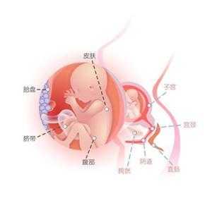 20周胎儿位置(怀孕20周胎儿位置是在哪里了的啊?很想知道的) 第2张 20周胎儿位置(怀孕20周胎儿位置是在哪里了的啊?很想知道的) 第2张