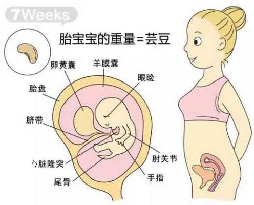 7周胎儿有多大(怀孕7周胎儿有多大) 第3张 7周胎儿有多大(怀孕7周胎儿有多大) 第3张