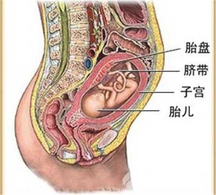 什么是胎盘向后,胎儿与胎盘的位置图片  第1张
