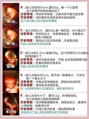 胎儿发育时间表(胎儿发育时间表) 第2张 胎儿发育时间表(胎儿发育时间表) 第2张