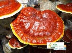 孕期可以吃灵芝吗(孕期可以吃灵芝吗会流产吗) 第2张 孕期可以吃灵芝吗(孕期可以吃灵芝吗会流产吗) 第2张