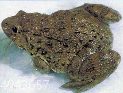 孕期可以吃蛙吗(养殖泰蛙可以食用吗) 第2张 孕期可以吃蛙吗(养殖泰蛙可以食用吗) 第2张
