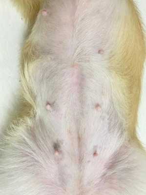 犬的孕期(狗狗怀小狗最多需要几个月) 第1张 犬的孕期(狗狗怀小狗最多需要几个月) 第1张