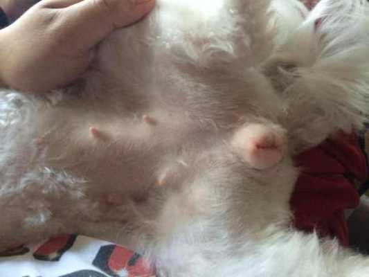犬的孕期(狗狗怀小狗最多需要几个月) 第2张 犬的孕期(狗狗怀小狗最多需要几个月) 第2张