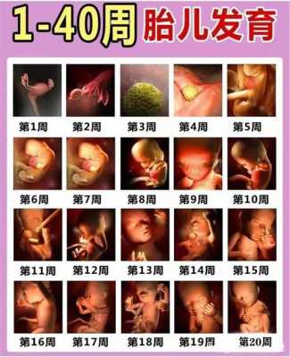 胎儿11周有多大(孕十一周肚子多大?怀孕多少周会显肚) 第2张 胎儿11周有多大(孕十一周肚子多大?怀孕多少周会显肚) 第2张