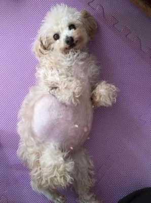 贵妇犬怀孕时间,贵宾孕期多久 第1张 贵妇犬怀孕时间,贵宾孕期多久 第1张