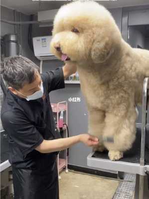 贵妇犬怀孕时间,贵宾孕期多久 第3张 贵妇犬怀孕时间,贵宾孕期多久 第3张
