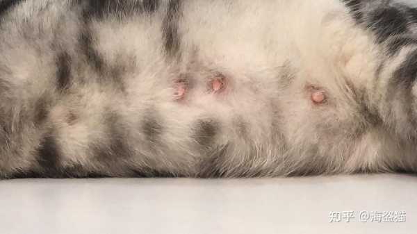 母猫最多怀多久,猫怀孕期多久生 第3张 母猫最多怀多久,猫怀孕期多久生 第3张