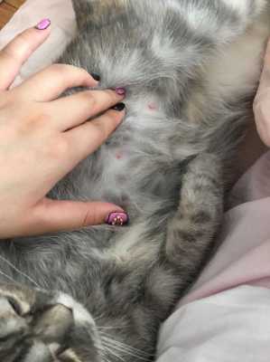 母猫最多怀多久,猫怀孕期多久生 第1张 母猫最多怀多久,猫怀孕期多久生 第1张