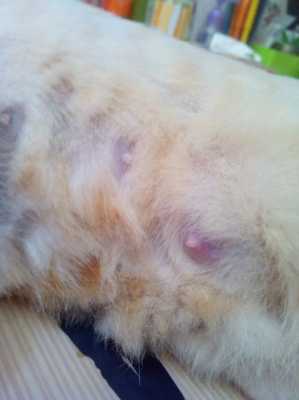 母猫最多怀多久,猫怀孕期多久生 第2张 母猫最多怀多久,猫怀孕期多久生 第2张