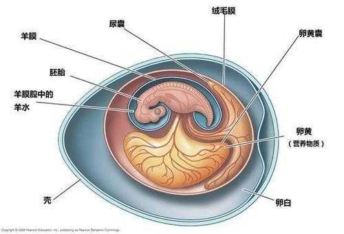 胎儿鉴定方法(鸡蛋怎样辨别有卵没卵) 第2张 胎儿鉴定方法(鸡蛋怎样辨别有卵没卵) 第2张