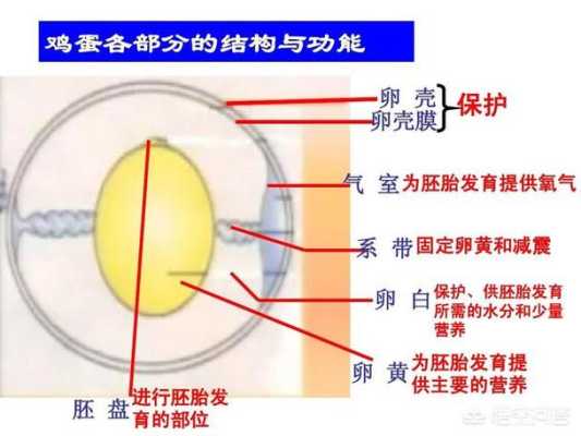 胎儿鉴定方法(鸡蛋怎样辨别有卵没卵) 第1张 胎儿鉴定方法(鸡蛋怎样辨别有卵没卵) 第1张