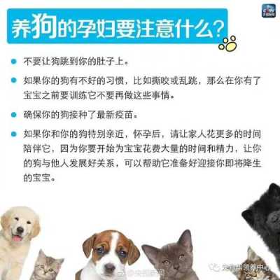 准备要孩子了,家里养狗可以吗,备孕期可以养狗吗女性 第3张 准备要孩子了,家里养狗可以吗,备孕期可以养狗吗女性 第3张