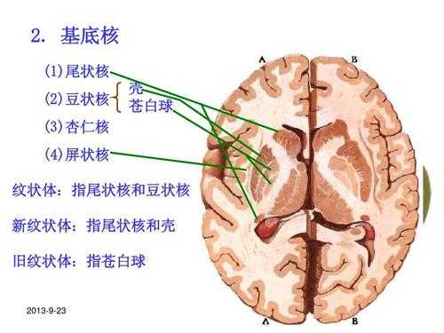 生子豆又叫什么豆,胎儿豆状核尾状核界限不清 第3张 生子豆又叫什么豆,胎儿豆状核尾状核界限不清 第3张