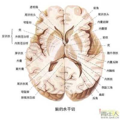 生子豆又叫什么豆,胎儿豆状核尾状核界限不清 第2张 生子豆又叫什么豆,胎儿豆状核尾状核界限不清 第2张