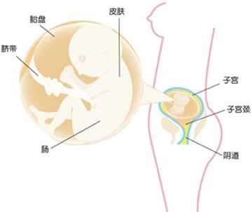 20周胎儿多重(孕20周胎儿在哪个位置) 第2张 20周胎儿多重(孕20周胎儿在哪个位置) 第2张