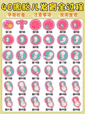 胎儿偏小2周怎么办(怀孕33周胎儿偏小3周怎么办呢?请问孕妇吃什么胎儿长的快啊) 第3张 胎儿偏小2周怎么办(怀孕33周胎儿偏小3周怎么办呢?请问孕妇吃什么胎儿长的快啊) 第3张