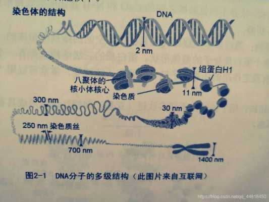 胎儿轴(DNA是什么东西) 第1张 胎儿轴(DNA是什么东西) 第1张