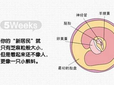 怎么判断胎儿大小(怎么判断胎儿大小) 第1张 怎么判断胎儿大小(怎么判断胎儿大小) 第1张