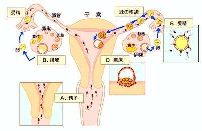 孕期生理(孕期生理) 第3张 孕期生理(孕期生理) 第3张