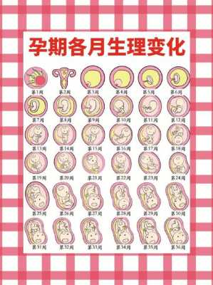 孕期生理(孕期生理) 第2张 孕期生理(孕期生理) 第2张