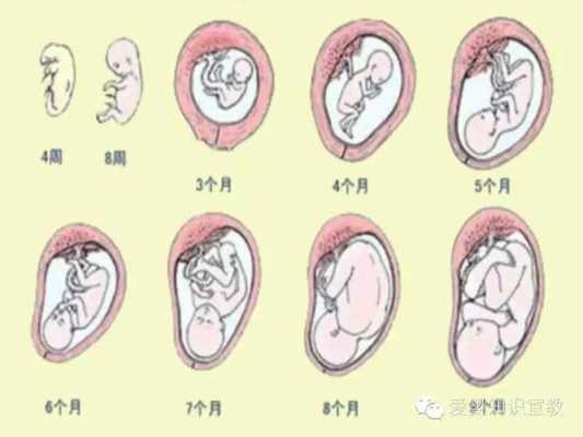 孕期生理(孕期生理) 第1张 孕期生理(孕期生理) 第1张