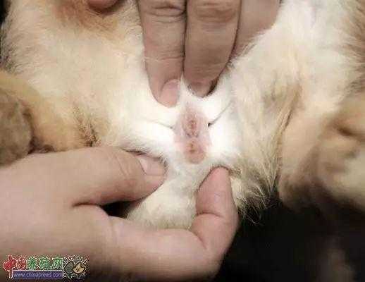 兔子孕期多长(兔子的孕期是多少) 第1张 兔子孕期多长(兔子的孕期是多少) 第1张